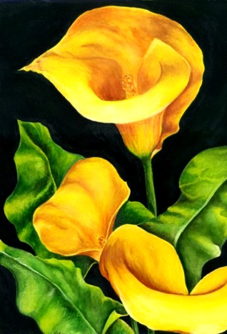 Ashley Coll - Calla Lillies painting